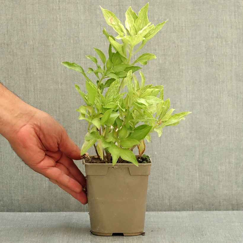 Exemplar von Alstroemeria Duc d'Anjou Louis - Inkalilie Topf mit 1L/1,5L wie im Sommer geliefert