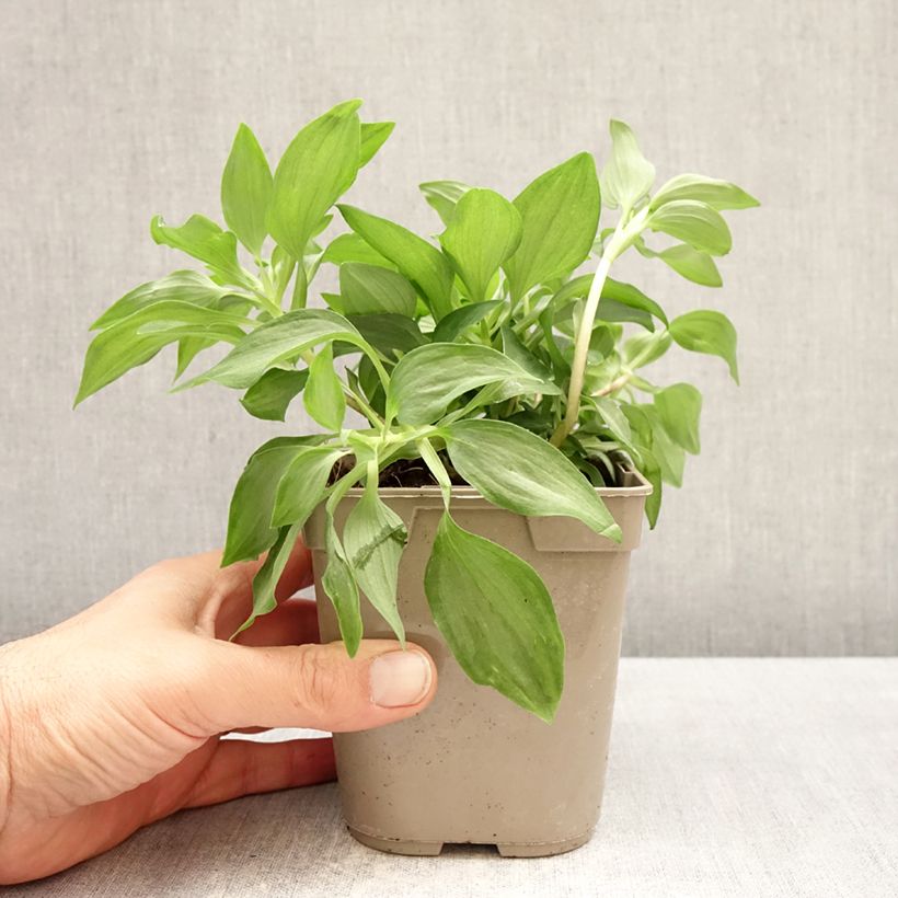 Exemplar von Alstroemeria Duc d'Anjou Louis - Inkalilie Topf mit 1L/1,5L wie im Frühjahr geliefert