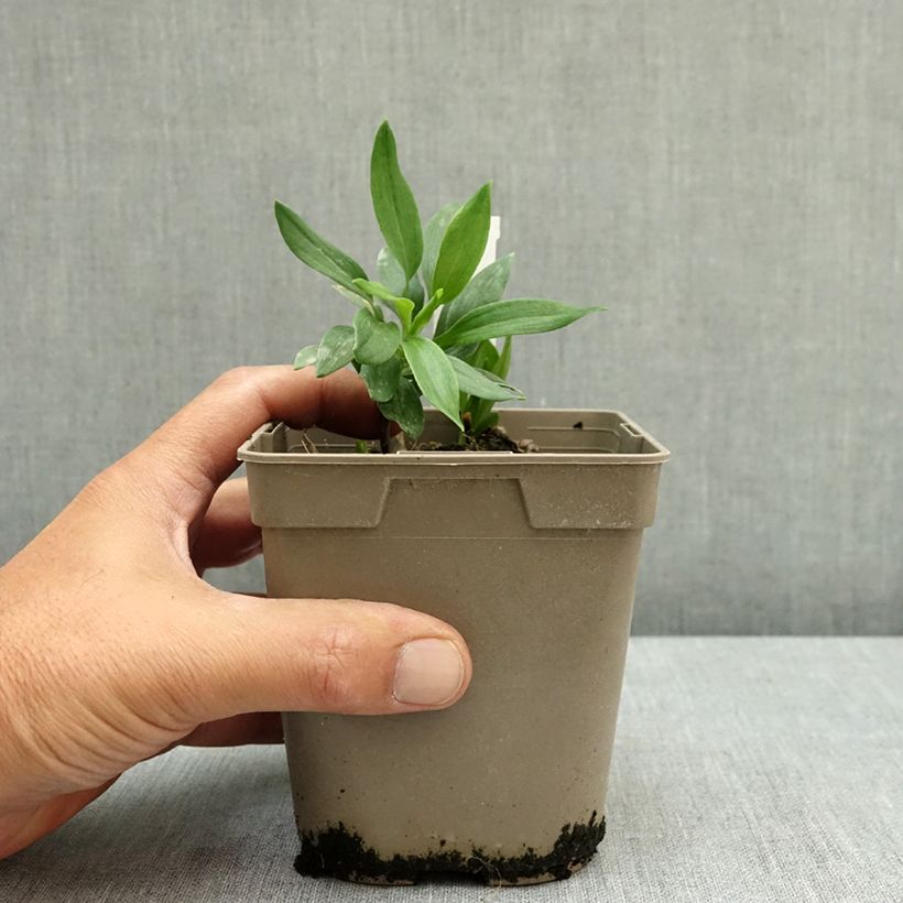 Exemplar von Alstroemeria Duc d'Anjou Nicolas - Inkalilie Topf mit 1L/1,5L wie im Sommer geliefert