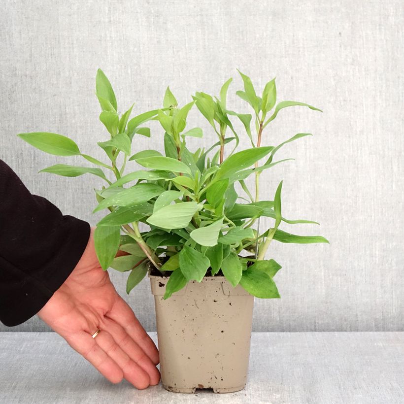 Exemplar von Alstroemeria Duc d'Anjou Nicolas - Inkalilie Topf mit 1L/1,5L wie im Frühjahr geliefert