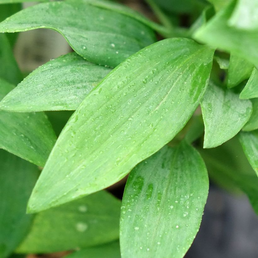 Alstroemeria Duc d'Anjou Pierre - Inkalilie (Laub)
