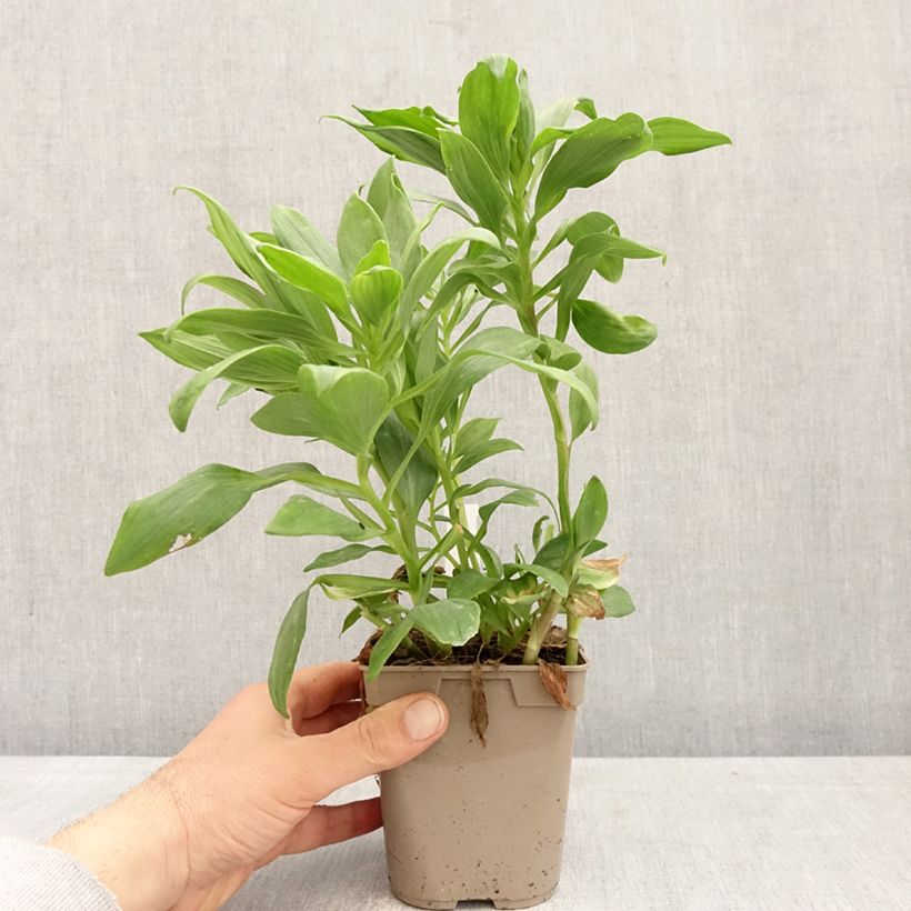 Exemplar von Alstroemeria Duc d'Anjou Pierre - Inkalilie Topf mit 1L/1,5L wie im Frühjahr geliefert