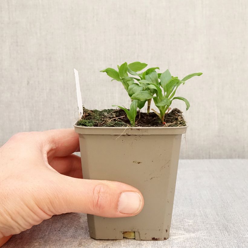 Exemplar von Alstroemeria Duchesses Anne - Inkalilie Kleine Töpfe von 8/9 cm wie im Frühjahr geliefert