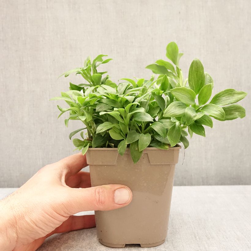 Exemplar von Alstroemeria Duchesses Anne - Inkalilie Topf mit 1L/1,5L wie im Frühjahr geliefert