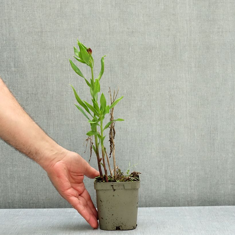 Exemplar von Alstroemeria Duchesses Diane - Inkalilie Topf mit 1L/1,5L wie im Herbst geliefert