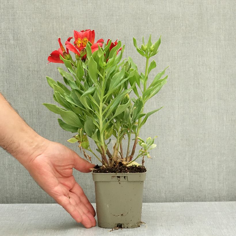 Exemplar von Alstroemeria Duchesses Diane - Inkalilie Topf mit 1L/1,5L wie im Sommer geliefert
