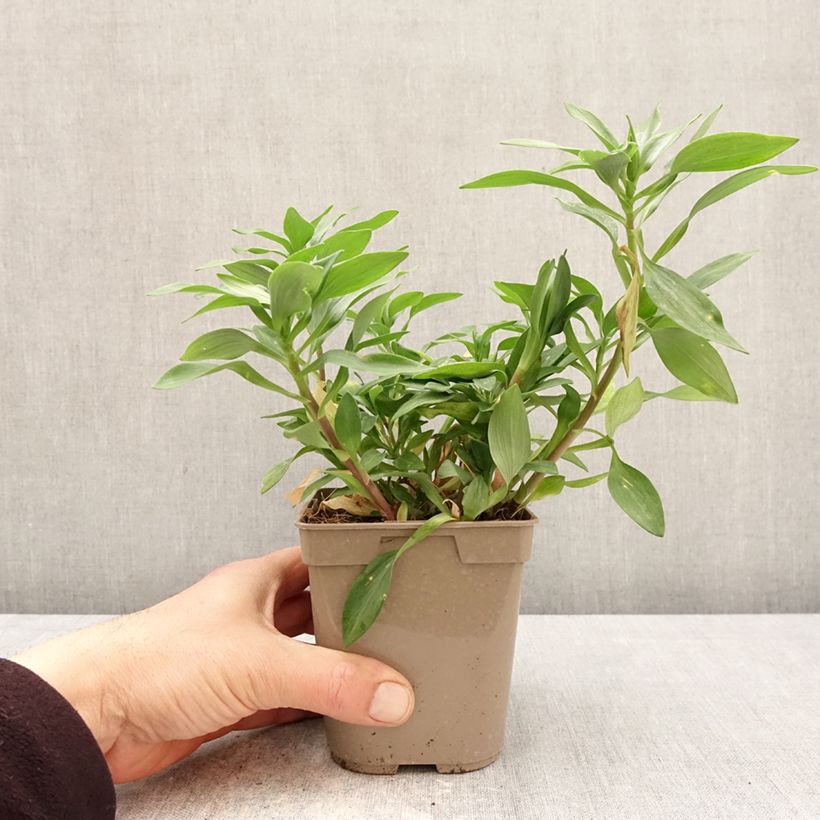Exemplar von Alstroemeria Duchesses Marguerite - Inkalilie Topf mit 1L/1,5L wie im Frühjahr geliefert