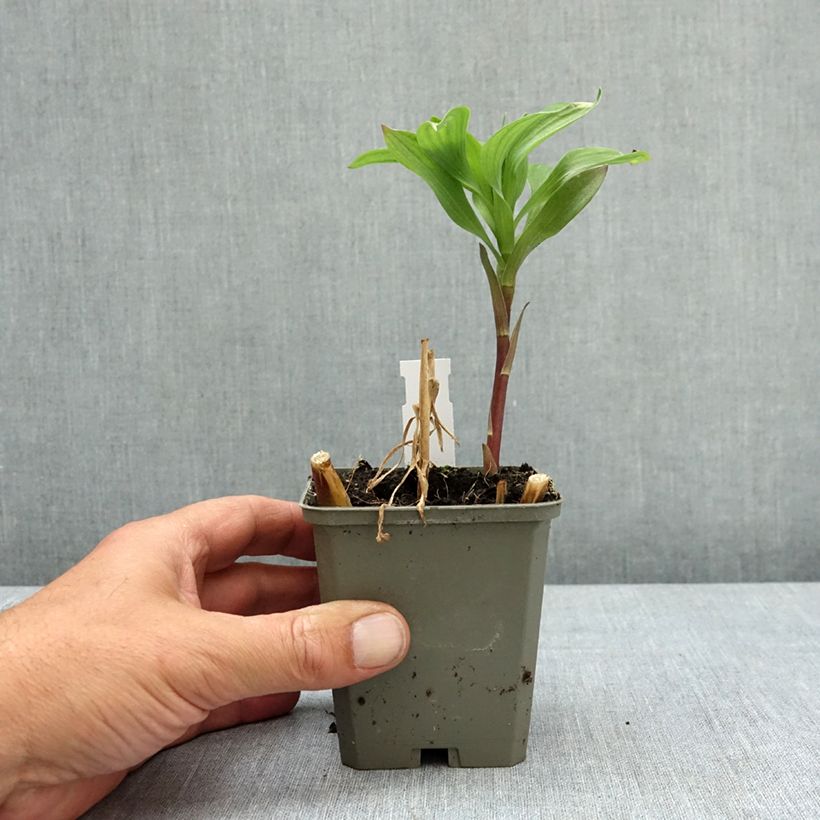 Exemplar von Alstroemeria Majestic Authion - Inkalilie Kleine Töpfe von 8/9 cm wie im Frühjahr geliefert
