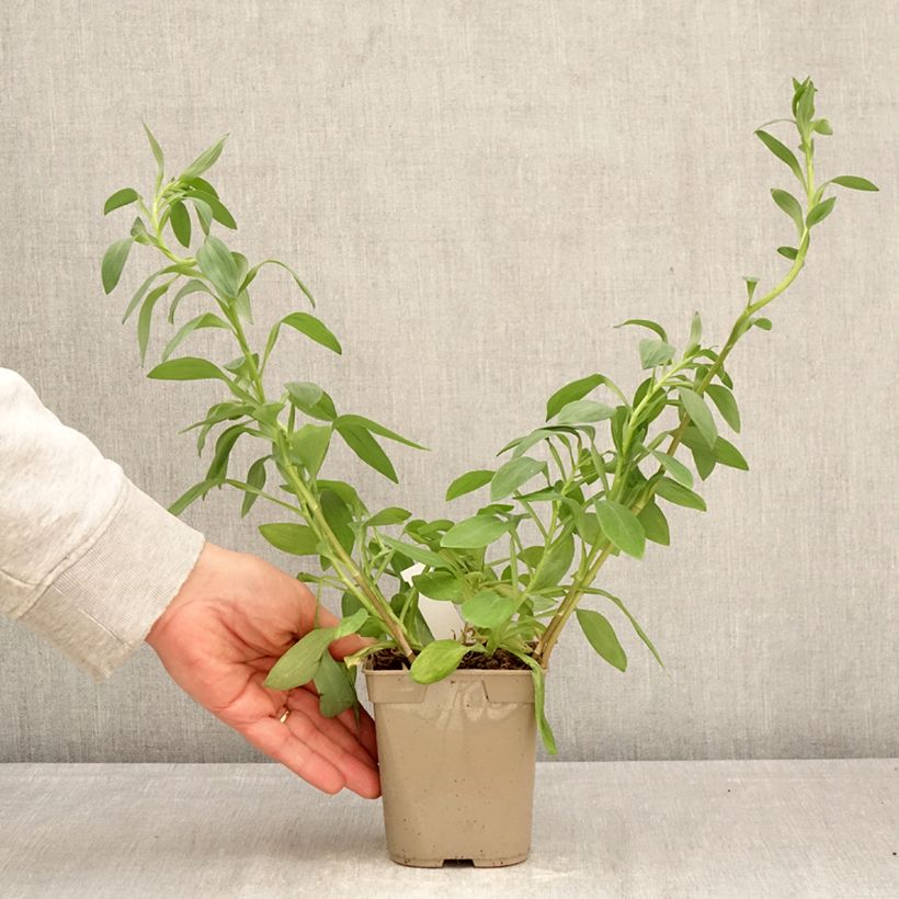 Exemplar von Alstroemeria Majestic Layon - Inkalilie Topf mit 1L/1,5L wie im Frühjahr geliefert