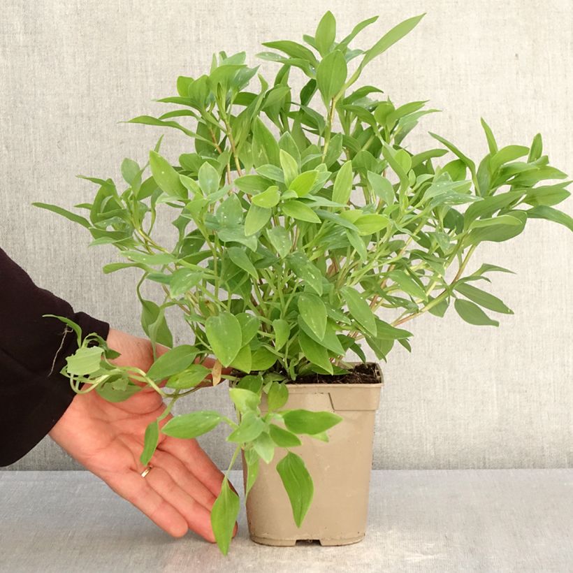 Exemplar von Alstroemeria Majestic Liré - Inkalilie Topf mit 1L/1,5L wie im Frühjahr geliefert