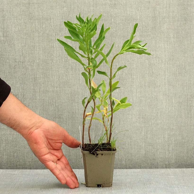 Exemplar von Alstroemeria Majestic Longué - Inkalilie Kleine Töpfe von 8/9 cm wie im Frühjahr geliefert