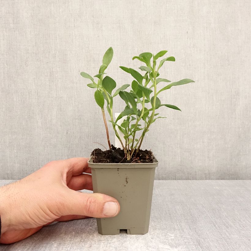Exemplar von Alstroemeria Majestic Marcé - Inkalilie Kleine Töpfe von 8/9 cm wie im Frühjahr geliefert