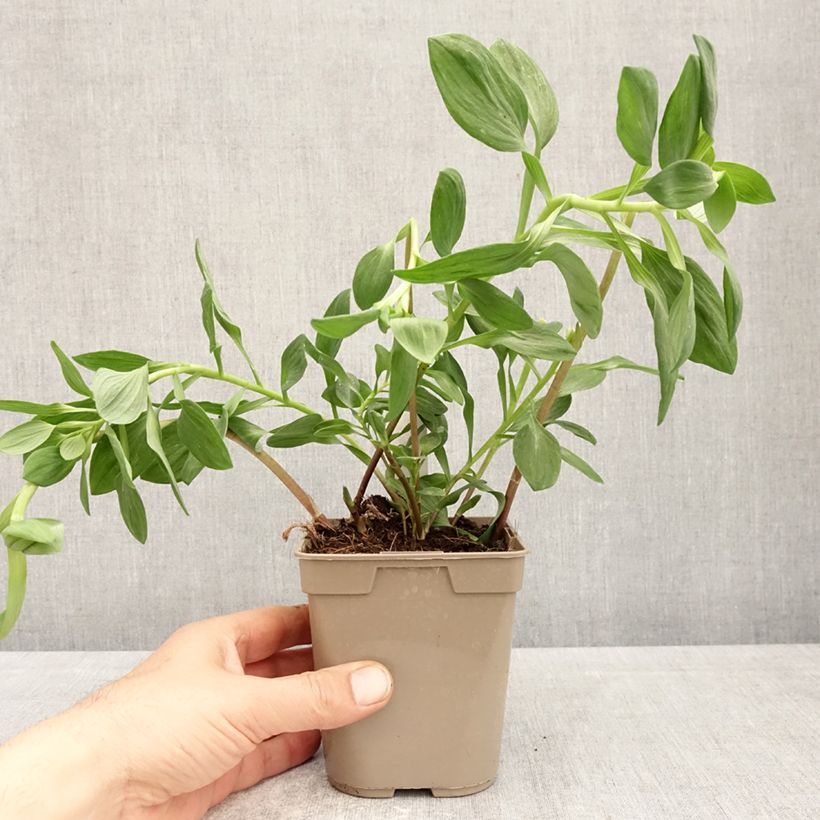 Exemplar von Alstroemeria Majestic Marcé - Inkalilie Topf mit 1L/1,5L wie im Frühjahr geliefert