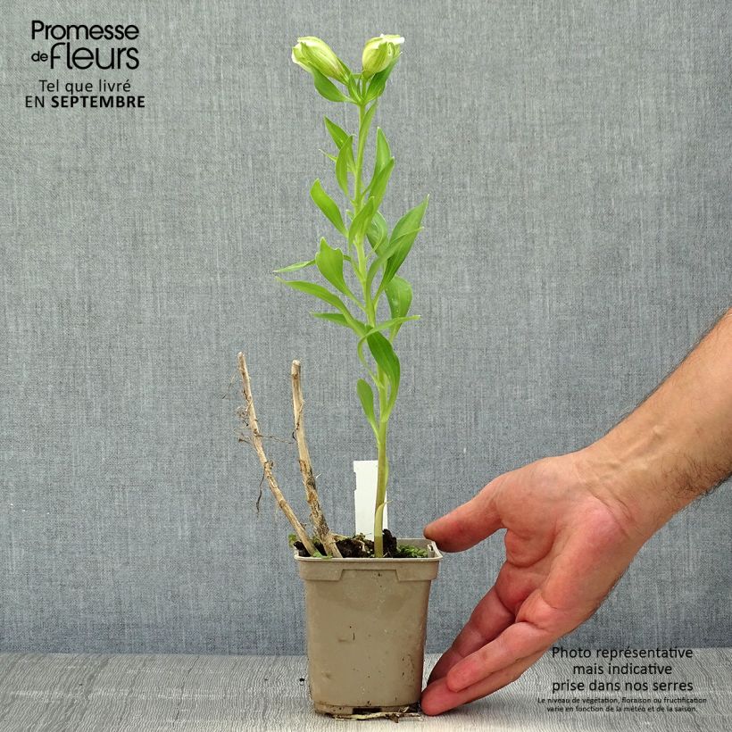 Exemplar von Alstroemeria Majestic Mazé - Inkalilie Kleine Töpfe von 8/9 cm wie im Herbst geliefert