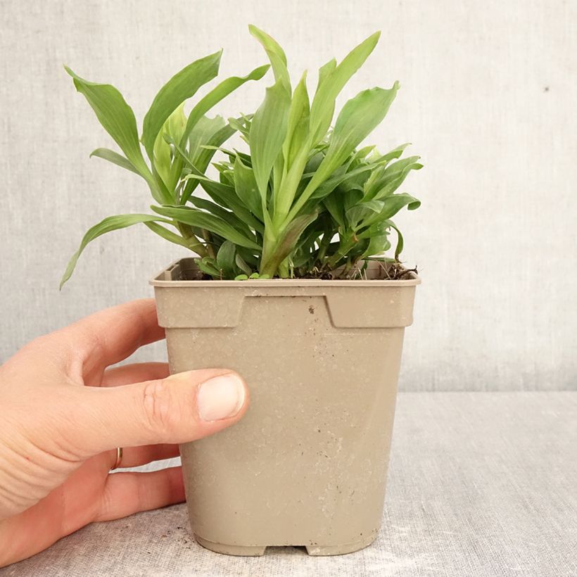 Exemplar von Alstroemeria Majestic Mazé - Inkalilie Topf mit 1L/1,5L wie im Frühjahr geliefert