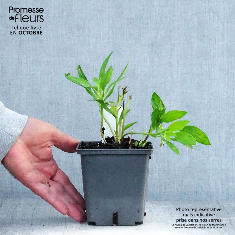Exemplar von Alstroemeria Majestic Montsoreau - Inkalilie Topf mit 1L/1,5L wie im Herbst geliefert