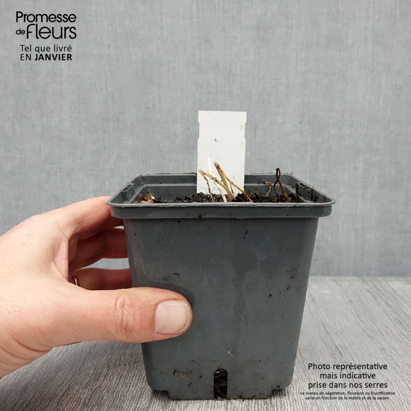 Exemplar von Alstroemeria Majestic Montsoreau - Inkalilie Topf mit 1L/1,5L wie im Winter geliefert