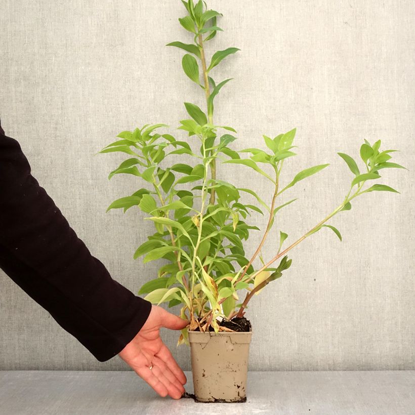 Exemplar von Alstroemeria Majestic Tiercé - Inkalilie Topf mit 1L/1,5L wie im Frühjahr geliefert