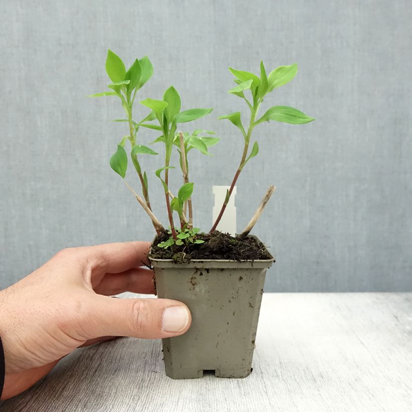 Exemplar von Alstroemeria Majestic Aubance - Inkalilie Kleine Töpfe von 8/9 cm wie im Herbst geliefert