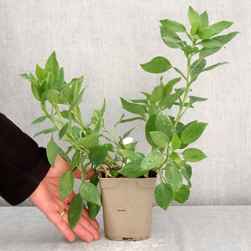 Exemplar von Alstroemeria Majestic Aubance - Inkalilie Topf mit 1L/1,5L wie im Frühjahr geliefert