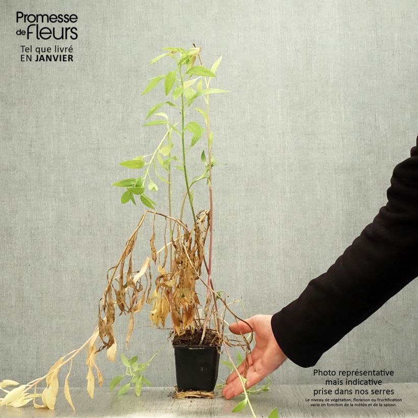 Exemplar von Alstroemeria Majestic Briançon - Inkalilie Kleine Töpfe von 8/9 cm wie im Winter geliefert