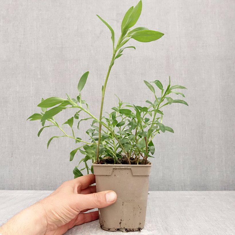 Exemplar von Alstroemeria Majestic Brissac - Inkalilie Topf mit 1L/1,5L wie im Frühjahr geliefert