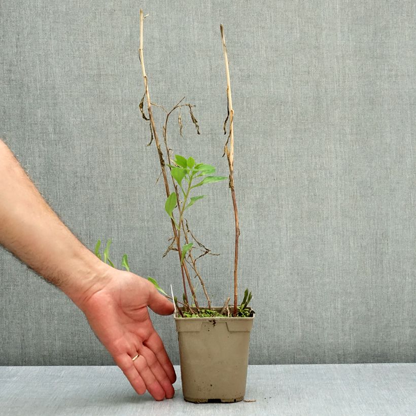 Exemplar von Alstroemeria Majestic Chartrené - Inkalilie Topf mit 1L/1,5L wie im Herbst geliefert