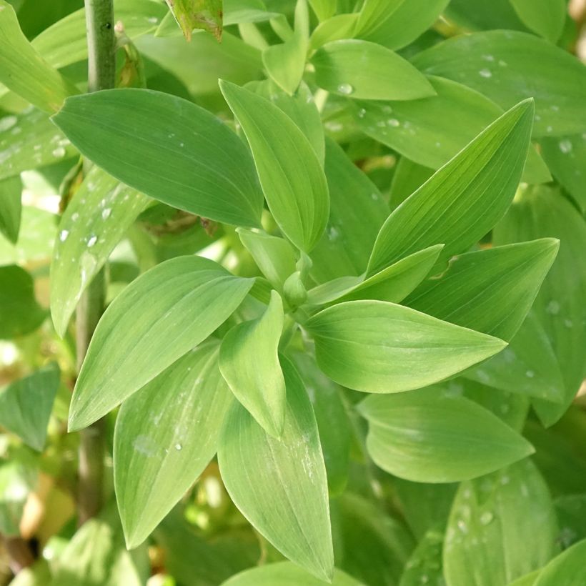 Alstroemeria Majestic Chinon - Inkalilie (Laub)