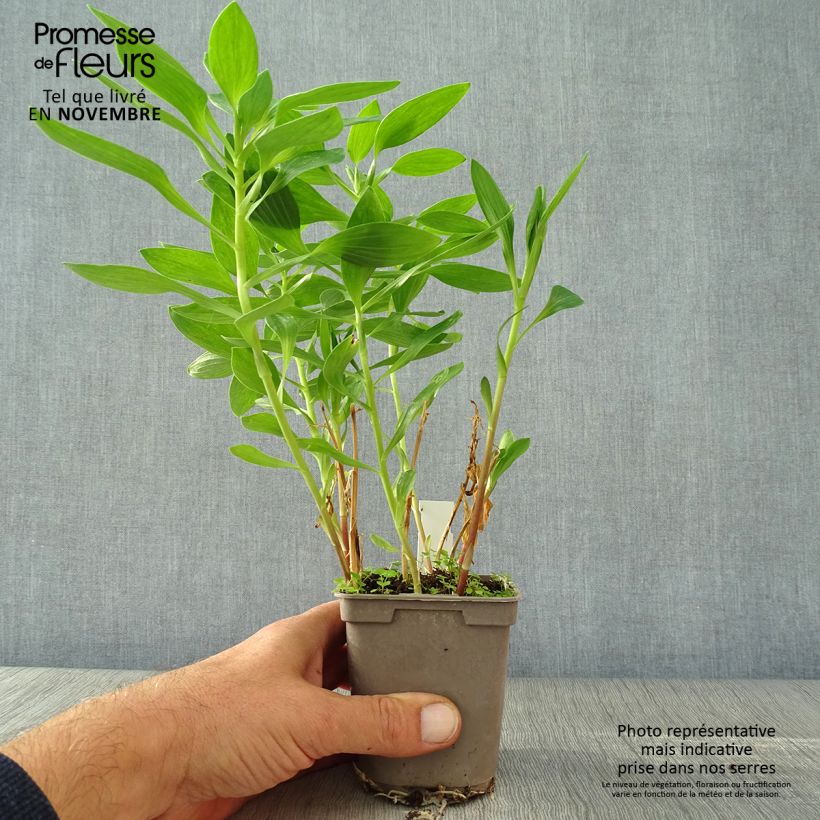 Exemplar von Alstroemeria Majestic Fougeré - Inkalilie Kleine Töpfe von 8/9 cm wie im Herbst geliefert