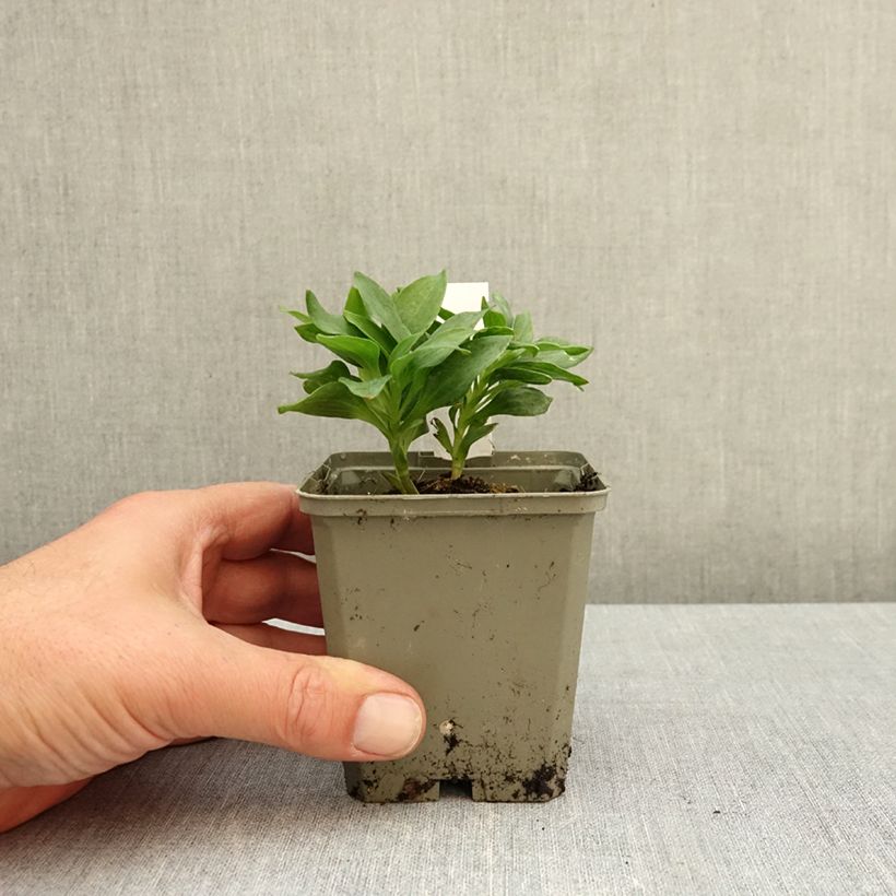 Exemplar von Alstroemeria Pitchounes Charlotte - Inkalilie Kleine Töpfe von 8/9 cm wie im Herbst geliefert
