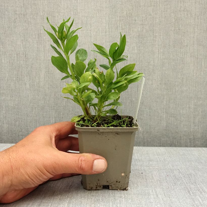 Exemplar von Alstroemeria Pitchounes Charlotte - Inkalilie Kleine Töpfe von 8/9 cm wie im Frühjahr geliefert
