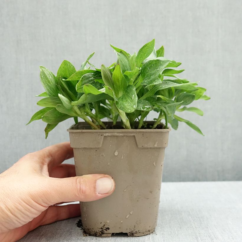 Exemplar von Alstroemeria Pitchounes Charlotte - Inkalilie Topf mit 1L/1,5L wie im Herbst geliefert