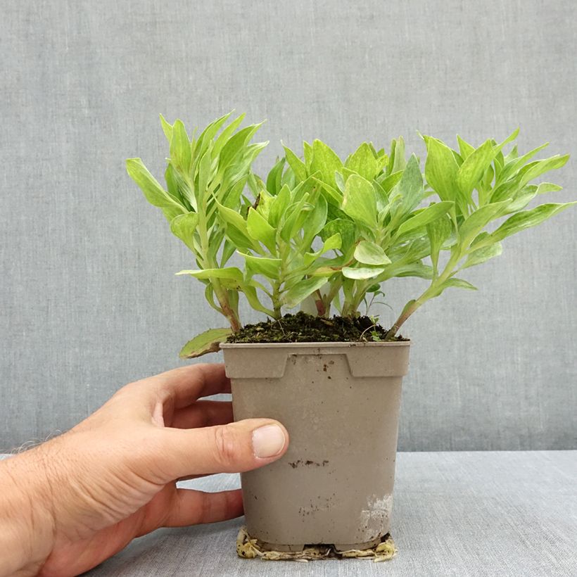 Exemplar von Alstroemeria Pitchounes Charlotte - Inkalilie Topf mit 1L/1,5L wie im Sommer geliefert