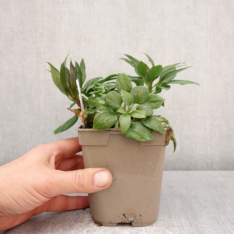 Exemplar von Alstroemeria Pitchounes Gaspard - Inkalilie Topf mit 1L/1,5L wie im Frühjahr geliefert