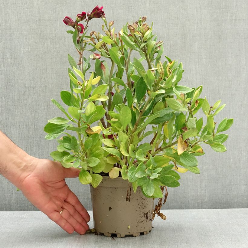 Exemplar von Alstroemeria Pitchounes Leonie - Inkalilie Topf mit 2L/3L wie im Frühjahr geliefert