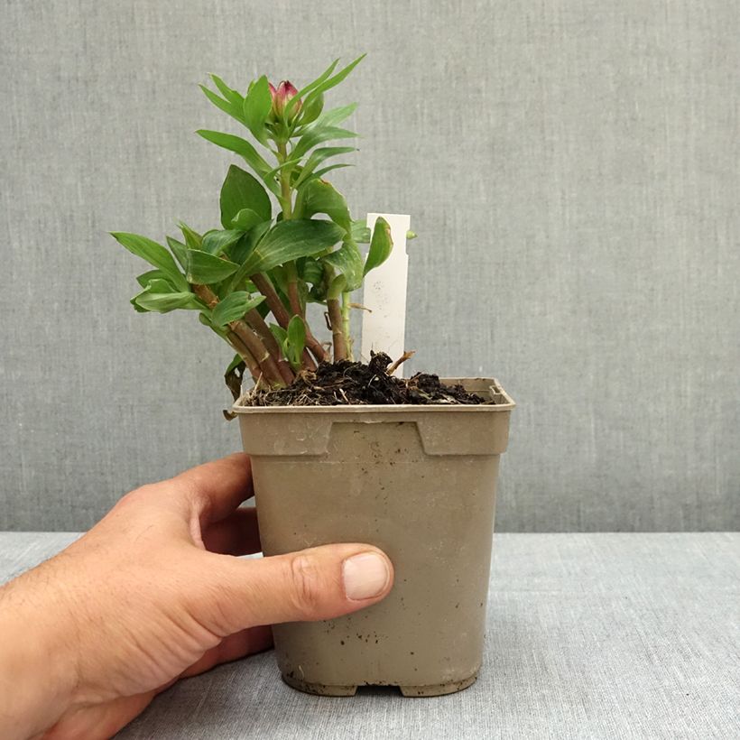 Exemplar von Alstroemeria Pitchounes Lucas - Inkalilie Topf mit 1L/1,5L wie im Frühjahr geliefert