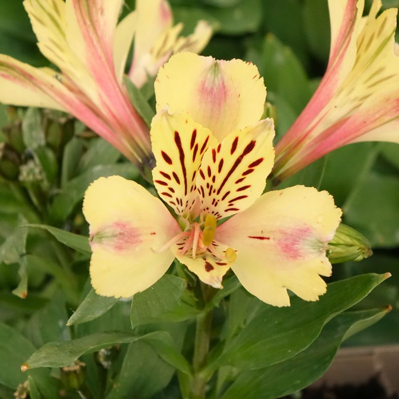 Alstroemeria Pitchounes Noah - Inkalilie (Blüte)