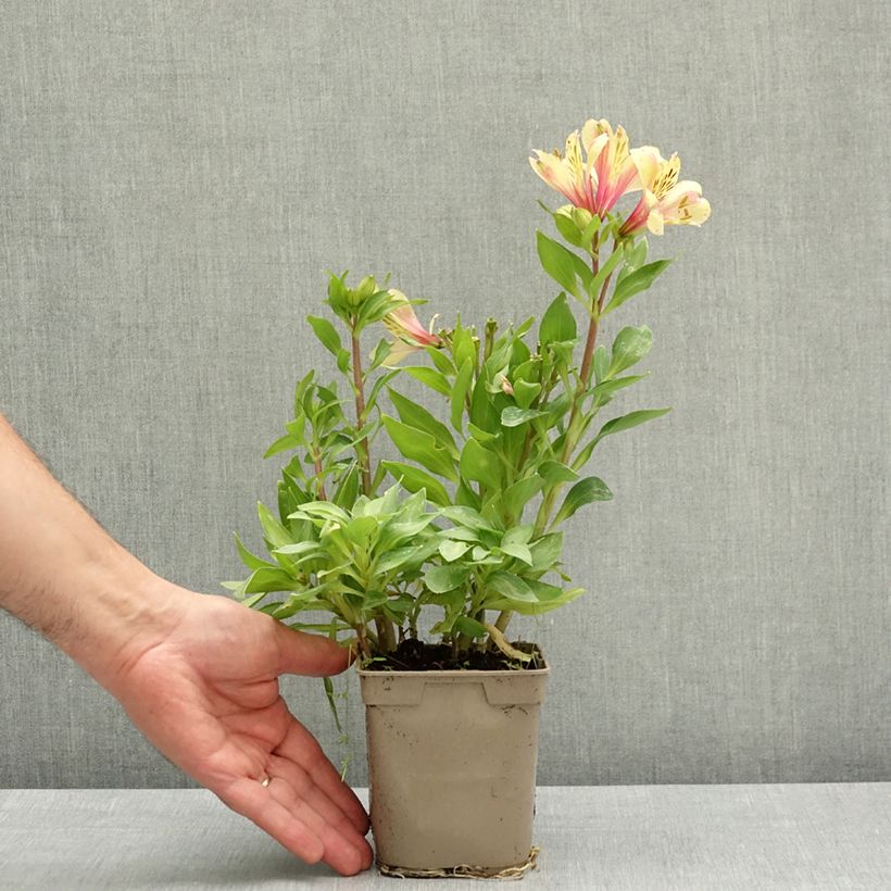 Exemplar von Alstroemeria Pitchounes Noah - Inkalilie Topf mit 1L/1,5L wie im Frühjahr geliefert