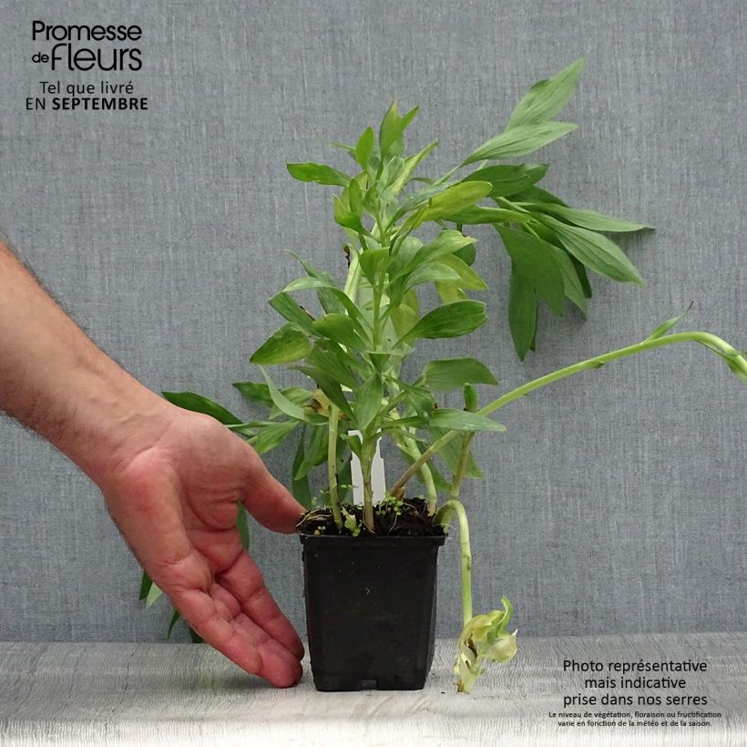 Exemplar von Alstroemeria Pitchounes Oceane - Inkalilie Kleine Töpfe von 8/9 cm wie im Herbst geliefert