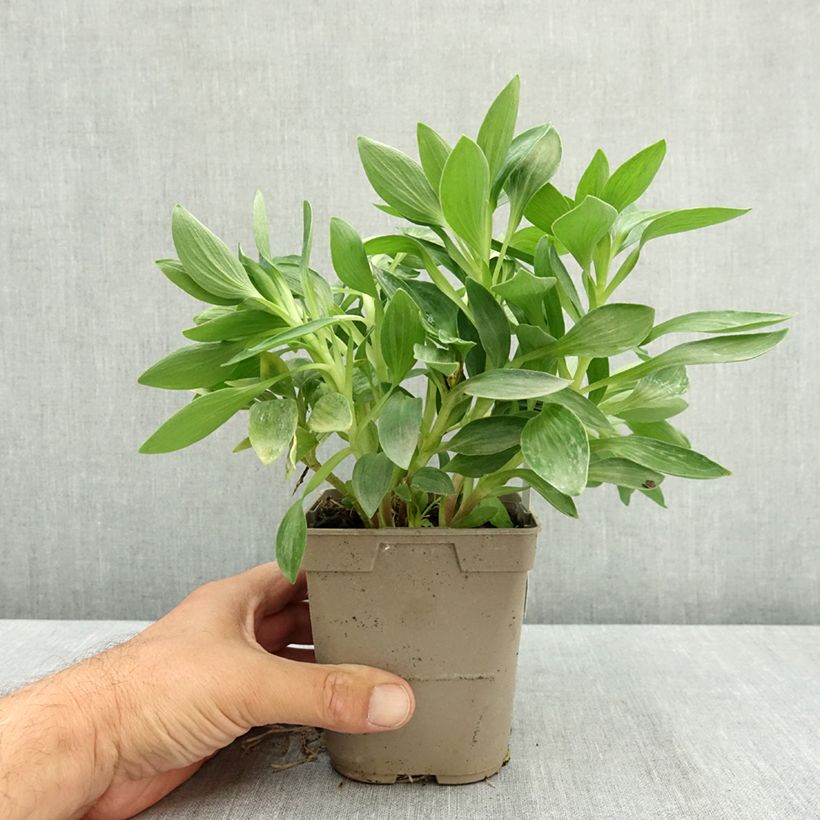 Exemplar von Alstroemeria Pitchounes Oceane - Inkalilie Topf mit 1L/1,5L wie im Sommer geliefert