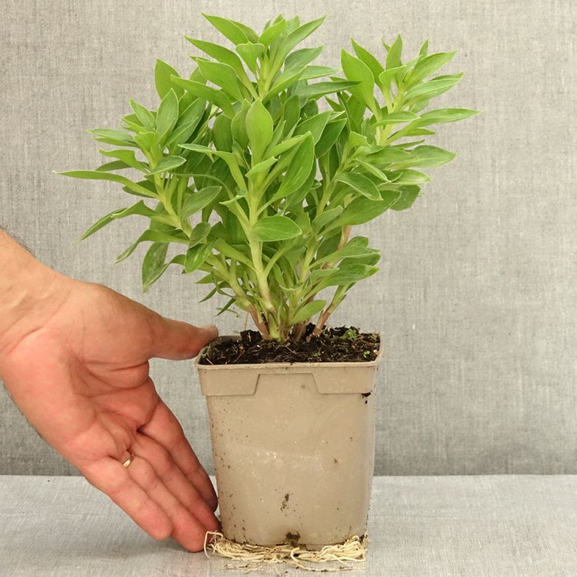 Exemplar von Alstroemeria Pitchounes Rosie - Inkalilie Topf mit 1L/1,5L wie im Sommer geliefert