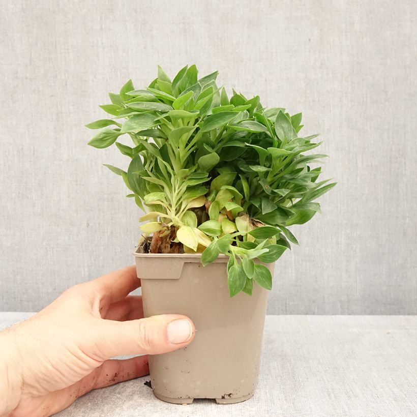 Exemplar von Alstroemeria Pitchounes Rosie - Inkalilie Topf mit 1L/1,5L wie im Frühjahr geliefert