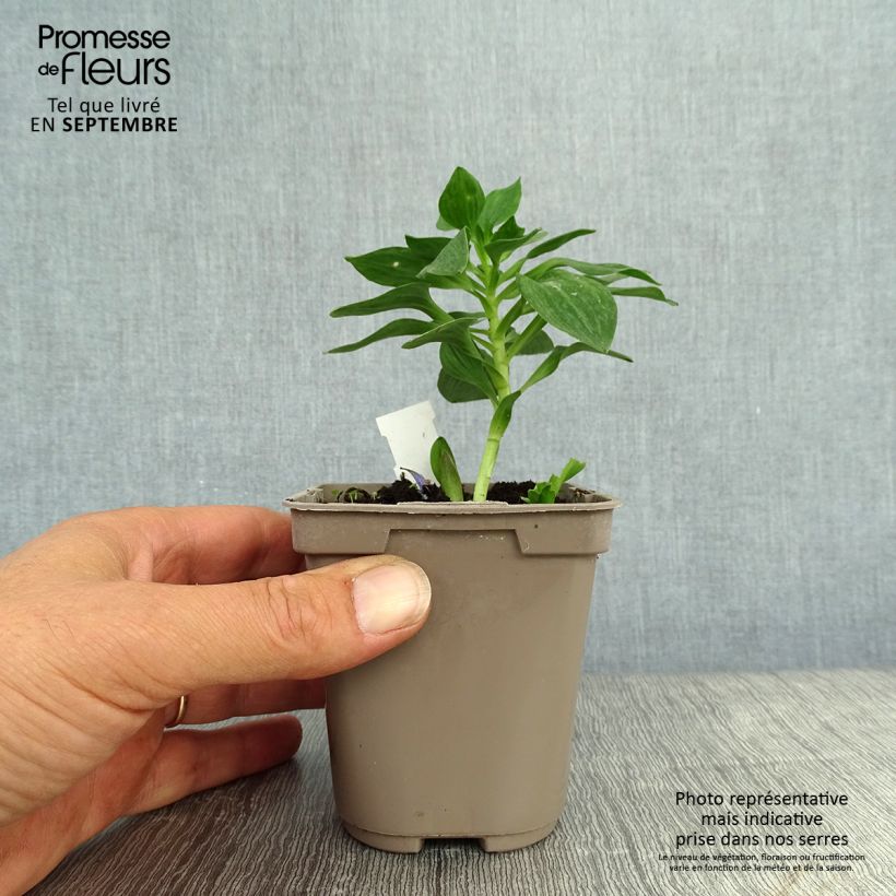 Exemplar von Alstroemeria Pitchounes Stella - Inkalilie Kleine Töpfe von 8/9 cm wie im Herbst geliefert