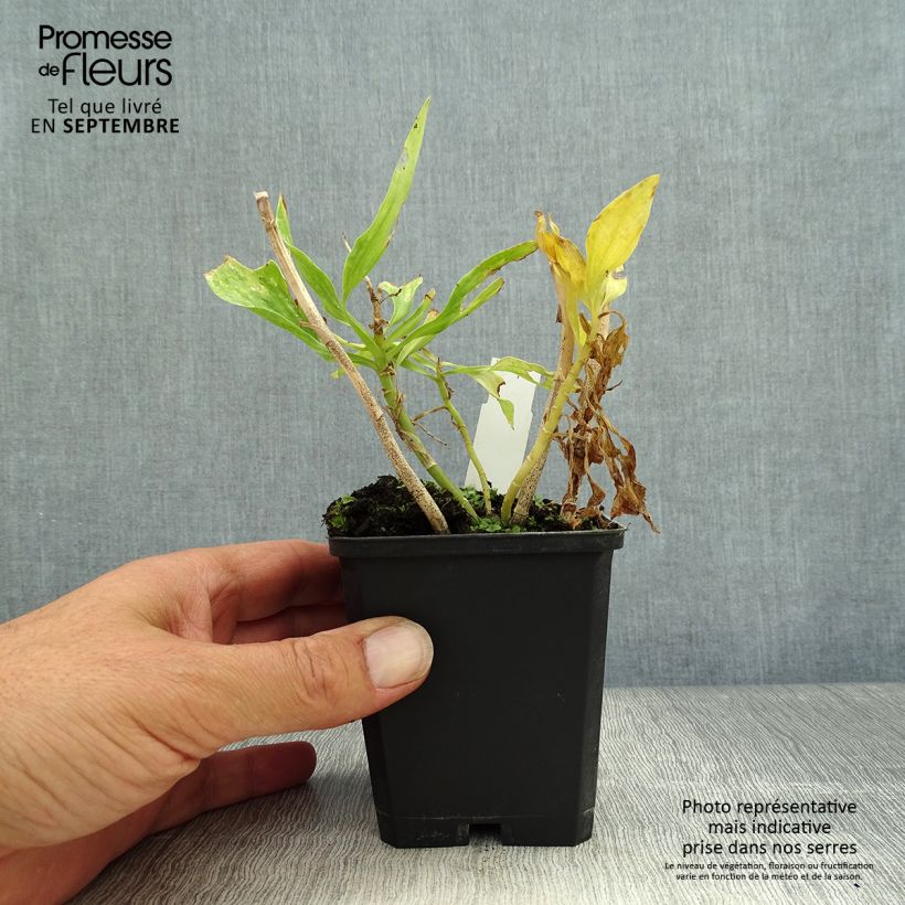 Exemplar von Alstroemeria Pitchounes Timoté - Inkalilie Kleine Töpfe von 8/9 cm wie im Herbst geliefert