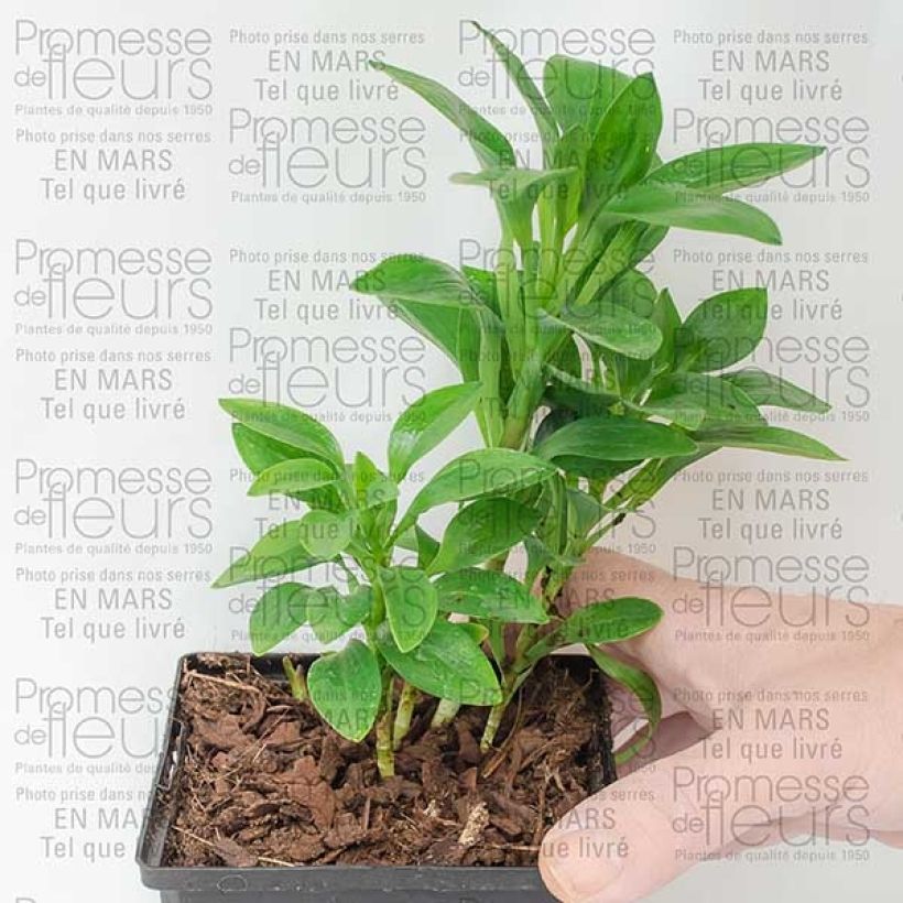 Beispiel eines Exemplars von Alstroemère - Alstroemeria Inca Exotica Topf 10 cm/11cm wie geliefert