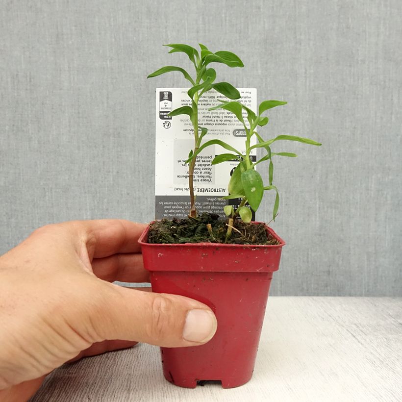 Exemplar von Alstroemeria aurantiaca - Inkalilie Kleine Töpfe von 8/9 cm wie im Frühjahr geliefert