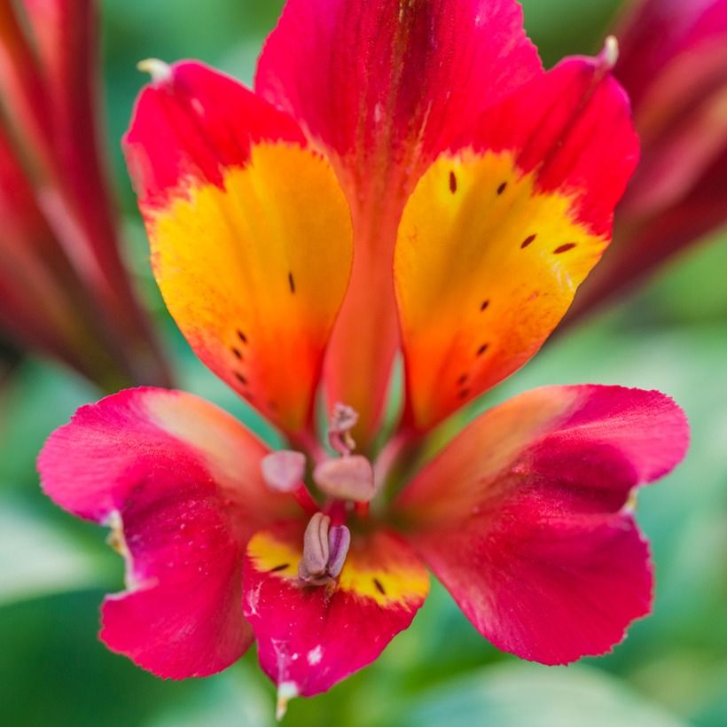 Alstroemeria Inca Pulse - Inkalilie (Blüte)