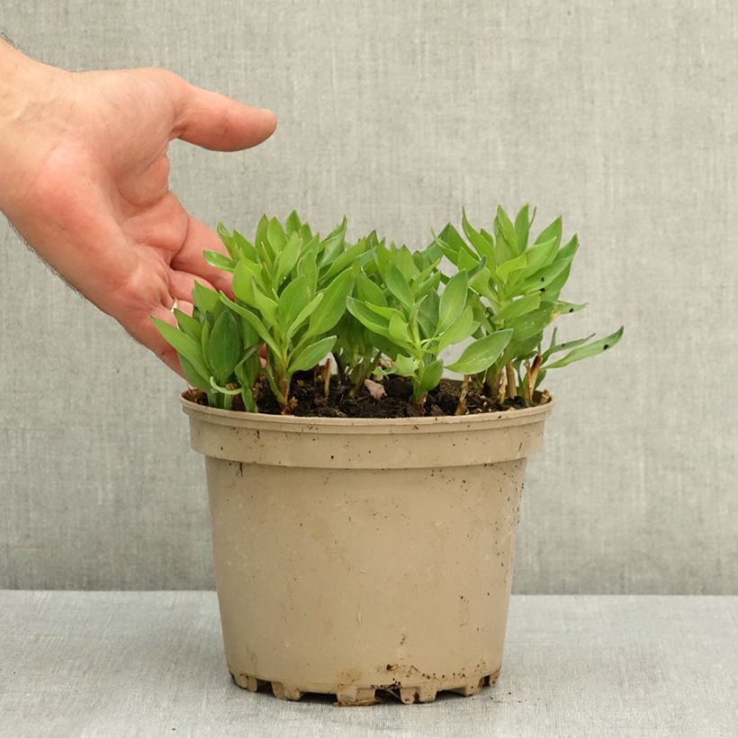 Exemplar von Alstroemeria Incalys Salmon - Inkalilie Topf mit 3L/4L wie im Sommer geliefert