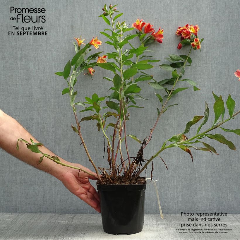 Exemplar von Alstroemeria Indian Summer - Inkalilie Topf mit 2L/3L wie im Herbst geliefert