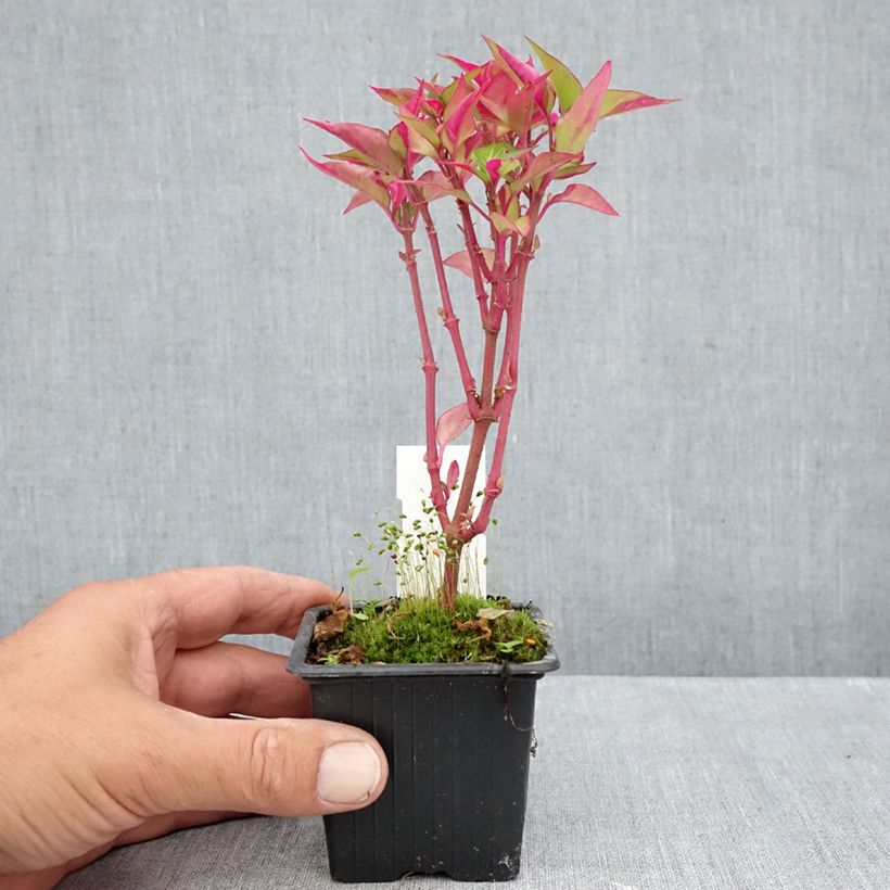 Exemplar von Alternanthera ficoidea Party Time - Papageienblatt Kleine Töpfe von 8/9 cm wie im Herbst geliefert